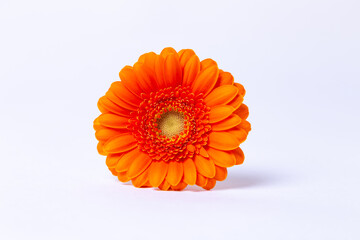 Orange gerbera on a white background. Close-up, selective focus, isolate.