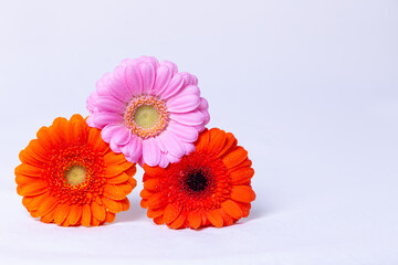 Pink, Orange and Red gerbera on a white background with water drops. Place for text. Close-up, selective focus, isolate.