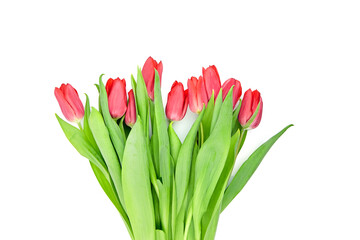 Red tulips flowers isolated on white background