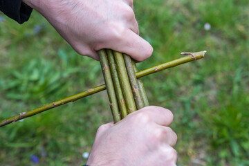 Making of traditional braided whip from pussywillow twigs for Easter Monday. Whip is known as...
