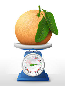 Grapefruit fruit on scale pan. Weighing raw grapefruit with leaves on kitchen scales. Vector illustration about agriculture, fruits, cooking, health food, gastronomy, etc