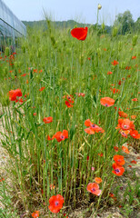 red poppy field