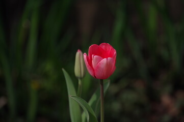 red tulip flower
