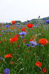 poppy and cornflower in the filed