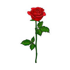 Obraz premium Hand drawn vector illustration of a red rose flower