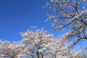 I went to the park full of cherry blossom trees today. And it was so beautiful