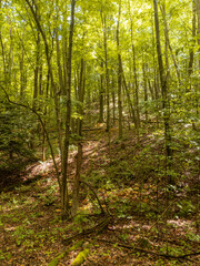 Dense tree canopy on a warm sunny summer day