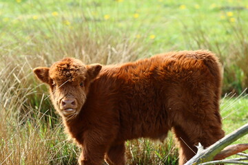 Scottish highland cow eating green grass in daylight 