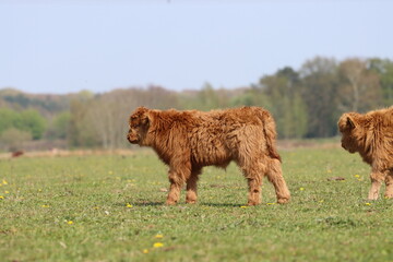 Fototapeta premium Scottish highland cow eating green grass in daylight 