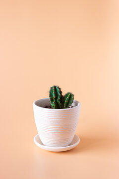 Indoor plant cactus in a white ceramic pot on a beige background. Minimalism,  interior decor. Stock Photo | Adobe Stock