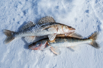 Walleye fish in the snow