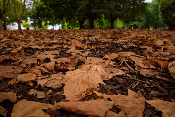 Sunday afternoon at Coburg Lake, Melbourne, Australia 

