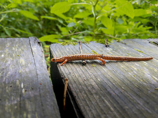 Long-tailed salamander approaches a large crack