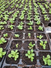 Young sprouts of petunia flowers.