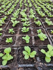 Young sprouts of petunia flowers.