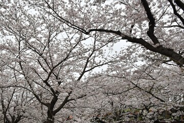満開の桜～海老川ロード