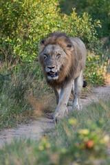 A Male Lion on patrol seen on a safari in South Africa