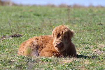 Fototapeta premium Scottish highland cow eating green grass in daylight 