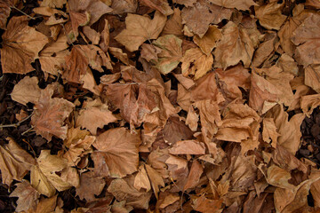 Close up of Brown Autumn leaves, Australia 