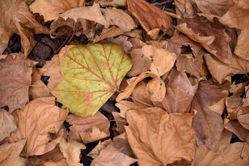 Close up of Brown Autumn leaves, Australia 