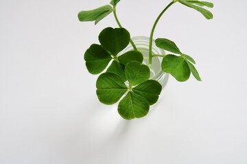 四葉のクローバー　幸運