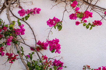Flowers on empty stone wall and paved street