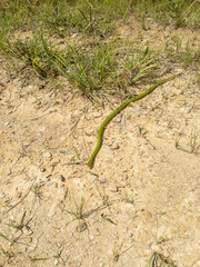 smooth green snake trying to blend in with its surroundings