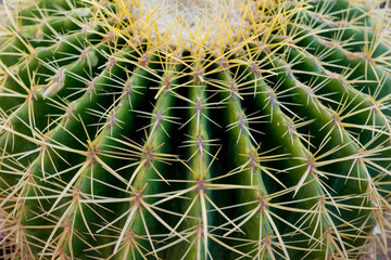 Naklejka na ściany i meble Macro shot of big green exotic cactus