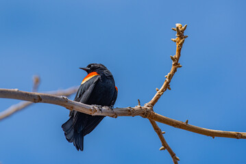 Red winged blackbird perched on tree branch with blue sky background