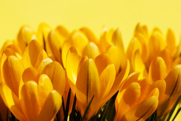 Bunch of Crocus flavus flowers on a yellow background. Closeup of orange crocus plants on a bright yellow background - selective focus