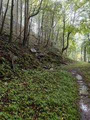 Beautiful forest in a soaking rain