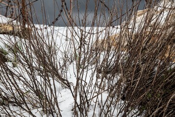 brown bush stems on a snow hill with razor wire close up