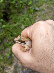Wood Frog held in hand
