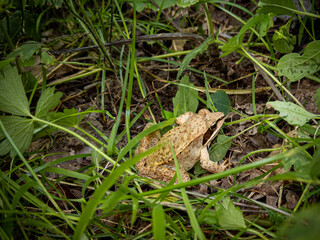 Wood Frog is ready to leap away