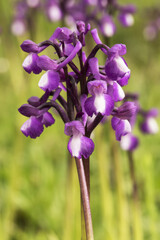 Orchis champagneuxii small wild orchid bluish purple spring color green grass meadow blurred background