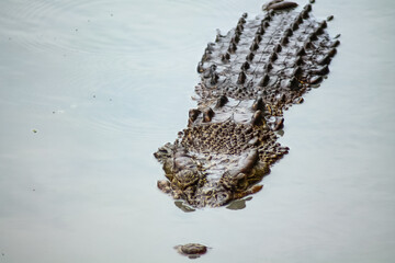 Crocodile on the water