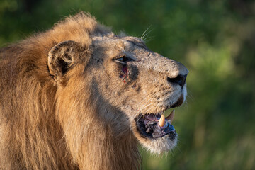 Portrait of a large male lion seen on a safari in South Africa