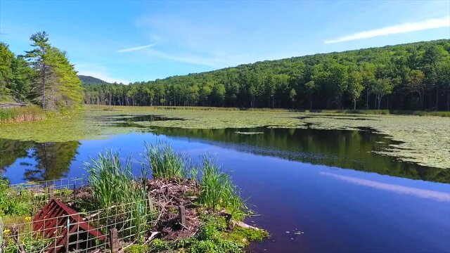 Pretty aerial view of lilly pads in a small lake. 