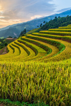 Green terraced rice fields in rainny season at Mu Cang Chai