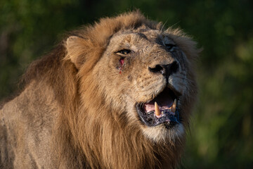 Portrait of a large male lion seen on a safari in South Africa