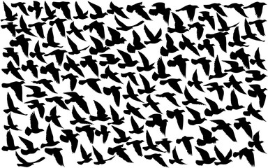 Flying birds silhouettes on white background. Vector illustration. isolated bird flying. tattoo design.