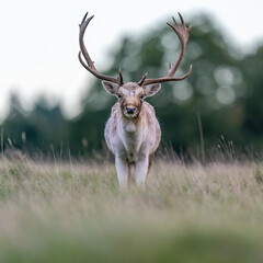 Fallow Deer