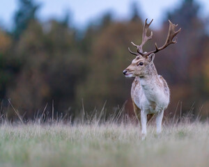 Fallow Deer