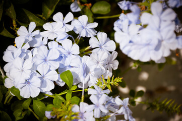 white flowers in the garden