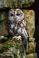 Tawny Owl