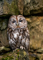 Tawny Owl