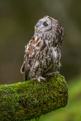 Tawny Owl