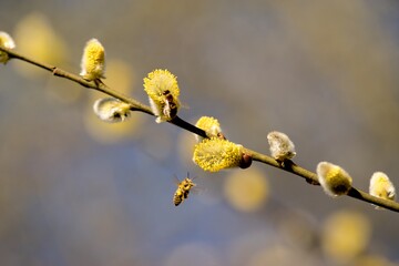 Cats are one of the symbols of spring and Easter. Typically, they are twigs of the willow, with partially budding buds - flowers