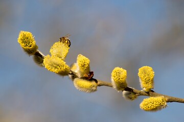 Cats are one of the symbols of spring and Easter. Typically, they are twigs of the willow, with partially budding buds - flowers