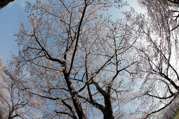 The cherry-blossom trees are in full bloom.